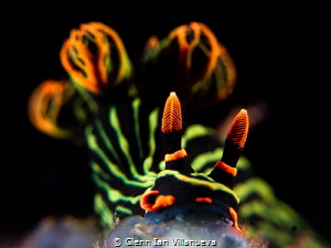 This is a photo of a nembrotha nudibranch feeding on soft... by Glenn Ian Villanueva 